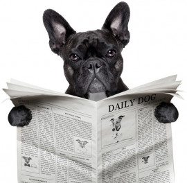 Hund mit Zeitung